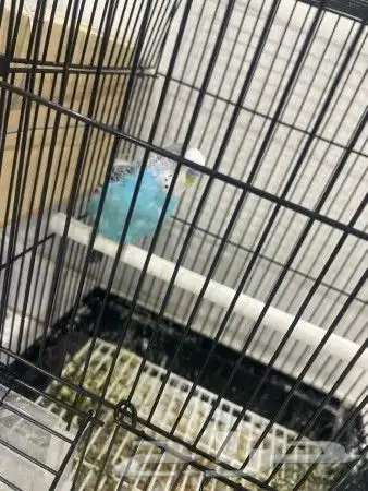 اتبنا اي شي من الطيور لوجه الله 16