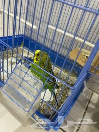 اتبنا اي شي من الطيور لوجه الله 17