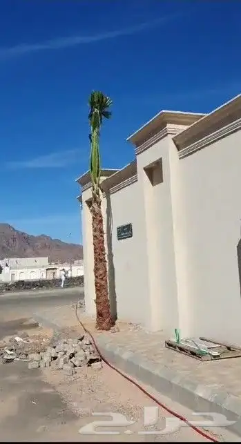 زراعه نخل وتركيب شبوك 0