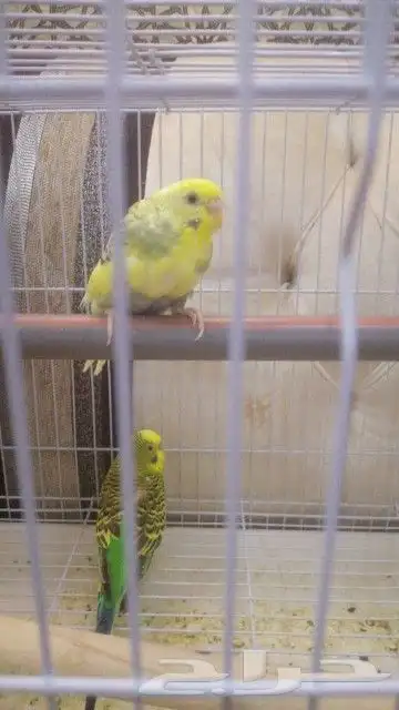 اتبنا اي شي من الطيور لوجه الله 10