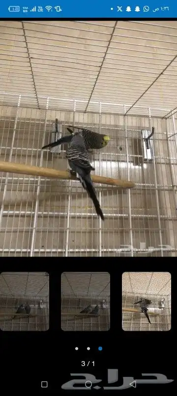 اتبنا اي شي من الطيور لوجه الله 11