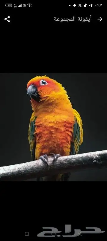 اتبنا اي شي من الطيور لوجه الله 4