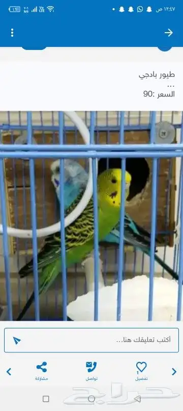 اتبنا اي شي من الطيور لوجه الله 15