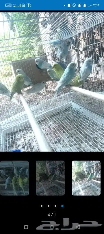 اتبنا اي شي من الطيور لوجه الله 14