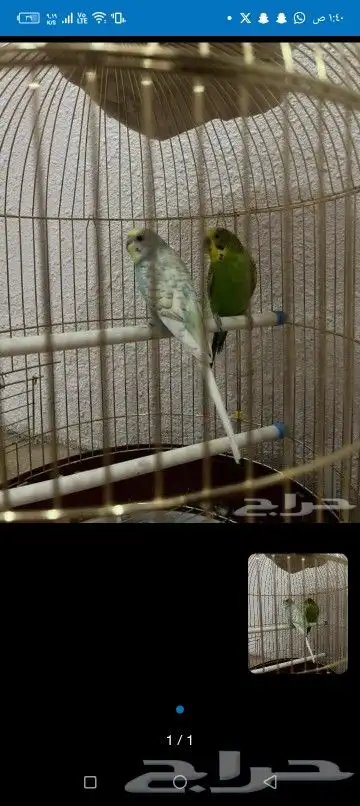 اتبنا اي شي من الطيور لوجه الله 5