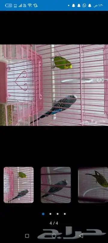 اتبنا اي شي من الطيور لوجه الله 13