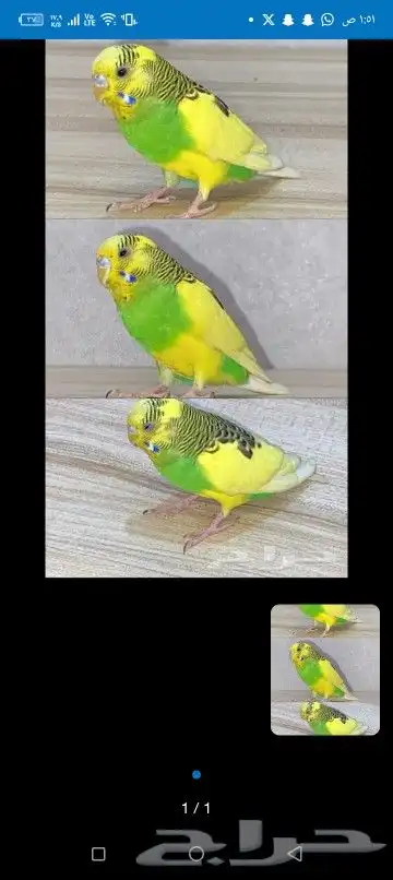 اتبنا اي شي من الطيور لوجه الله 7