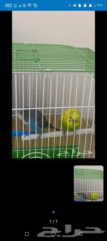 اتبنا اي شي من الطيور لوجه الله 8