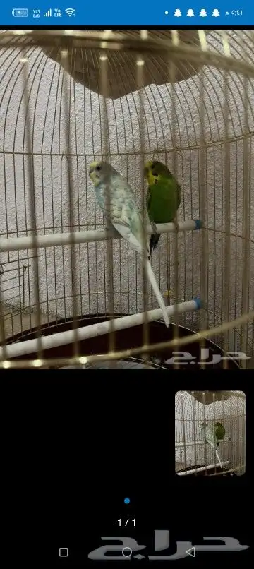 اتبنا اي شي من الطيور لوجه الله 6