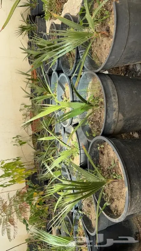 شتلات مختلفه بأسعار مميزه 0