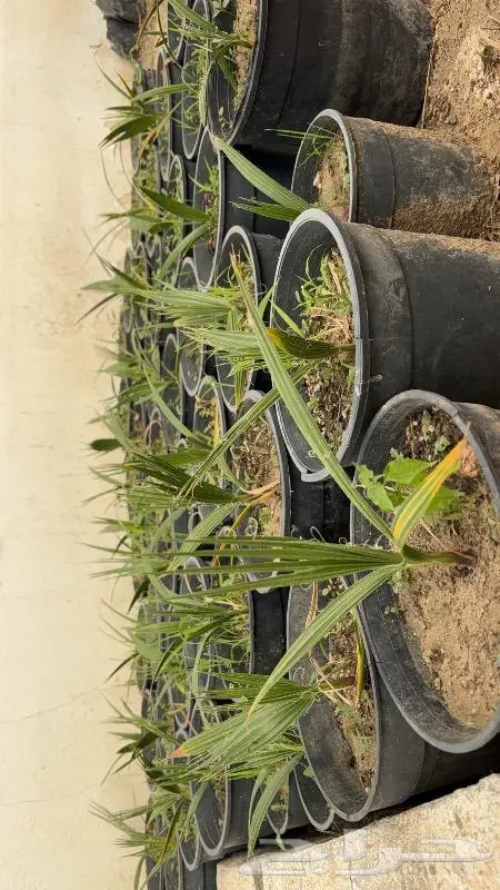 شتلات مختلفه بأسعار مميزه 1