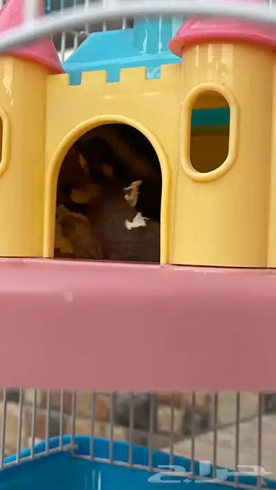 زوج سناجب شوقر قلايدر 21