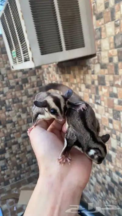 زوج سناجب شوقر قلايدر 2