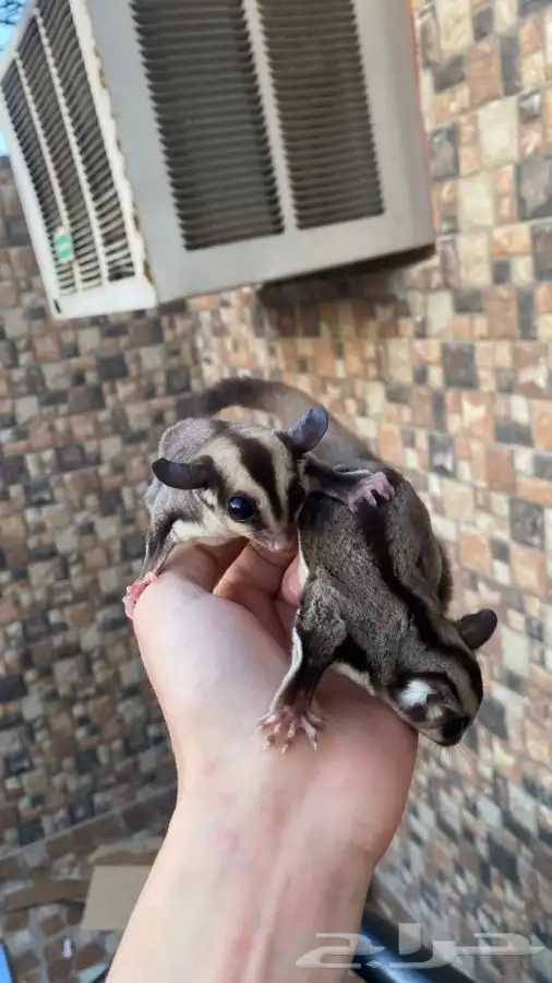 زوج سناجب شوقر قلايدر 2