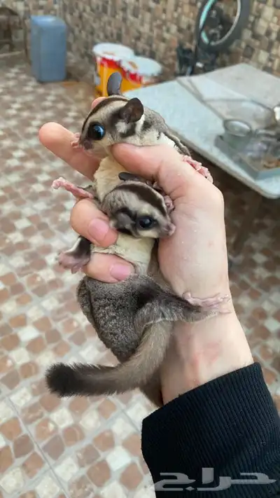 زوج سناجب شوقر قلايدر 8