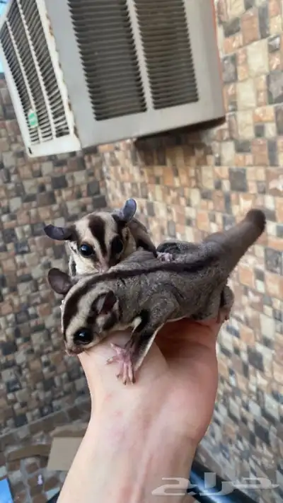 زوج سناجب شوقر قلايدر 3
