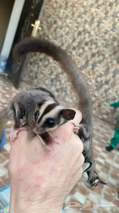 زوج سناجب شوقر قلايدر 4