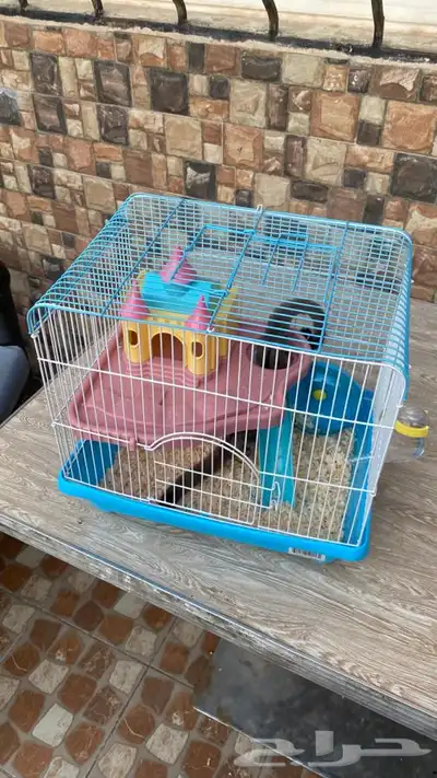زوج سناجب شوقر قلايدر 11