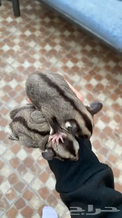 زوج سناجب شوقر قلايدر 9