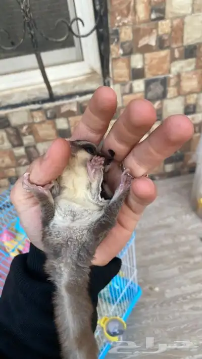 زوج سناجب شوقر قلايدر 5