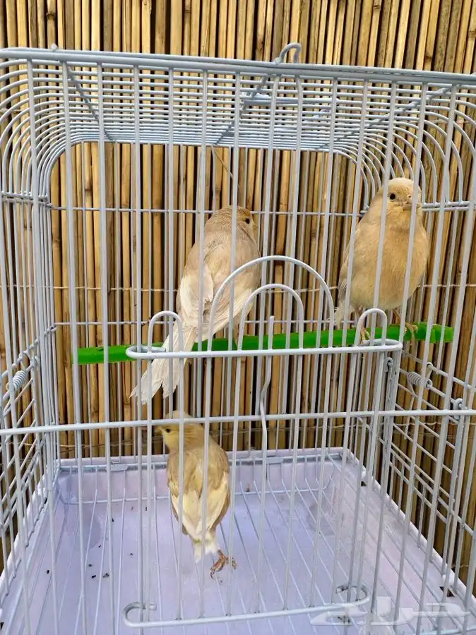 فروخ كناري تم البيع خارج الموقع 4