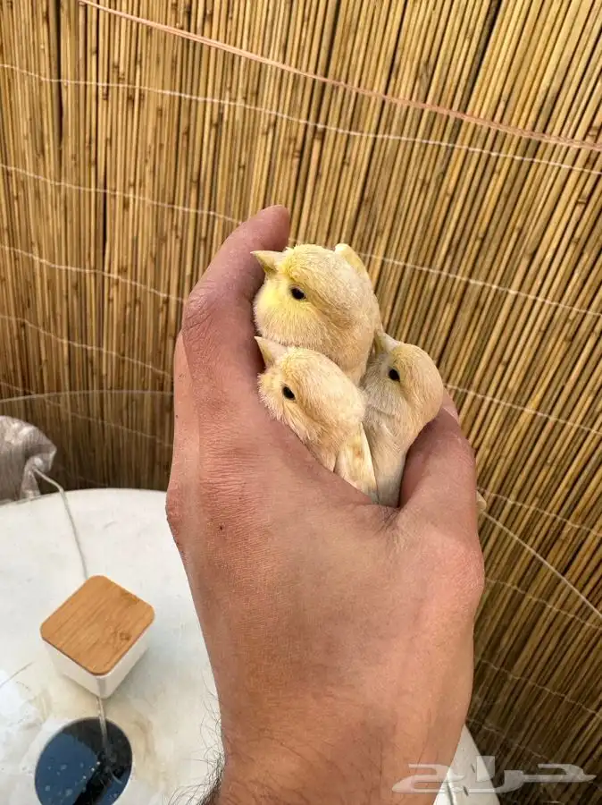 فروخ كناري تم البيع خارج الموقع 0