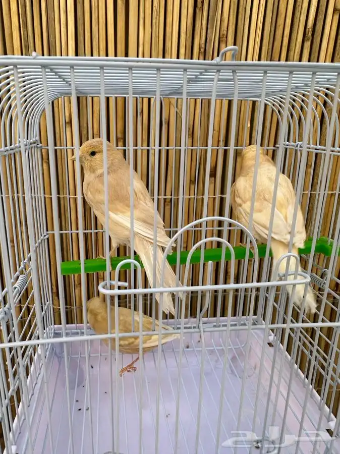 فروخ كناري تم البيع خارج الموقع 3