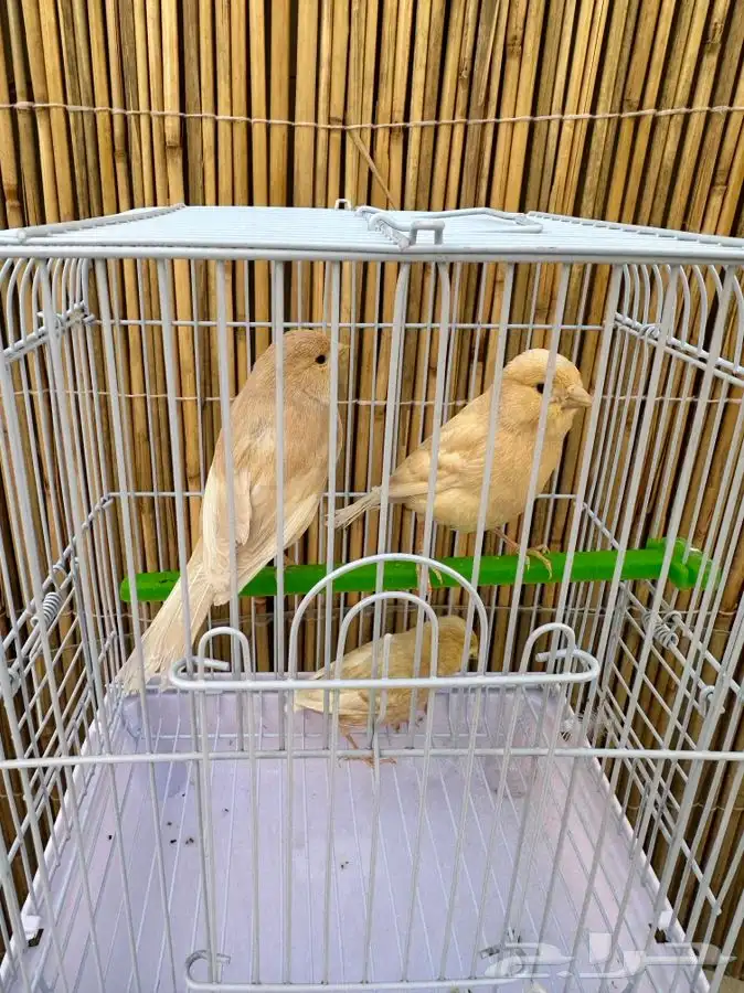 فروخ كناري تم البيع خارج الموقع 1