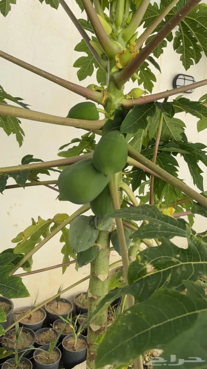 شتلات مختلفه بأسعار مميزه 3