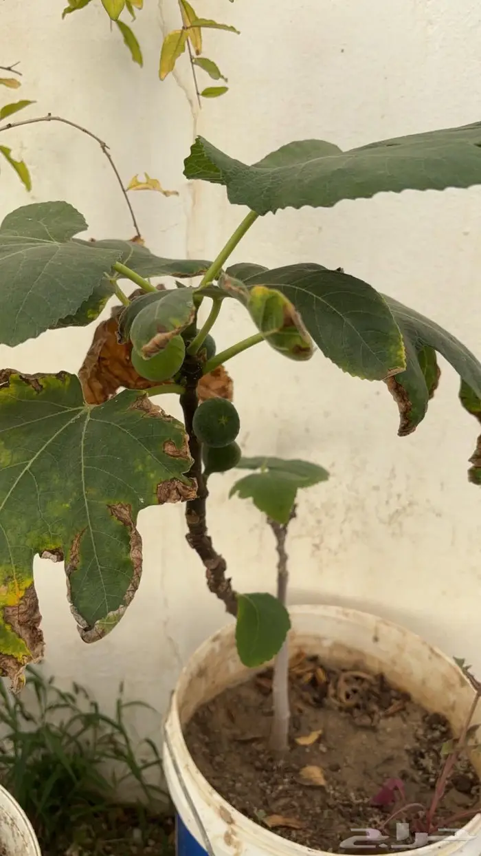 شتلات مختلفه بأسعار مميزه 2