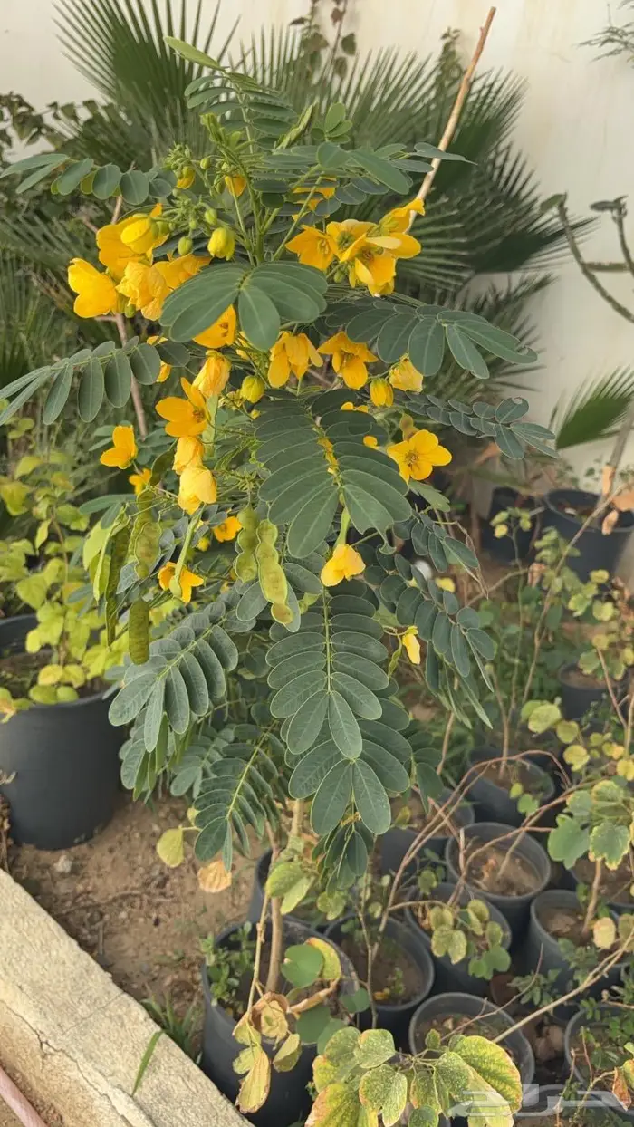 شتلات مختلفه بأسعار مميزه 4