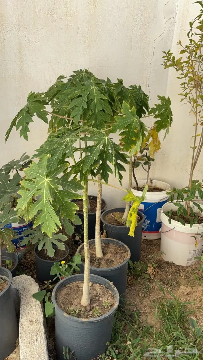 شتلات مختلفه بأسعار مميزه 5