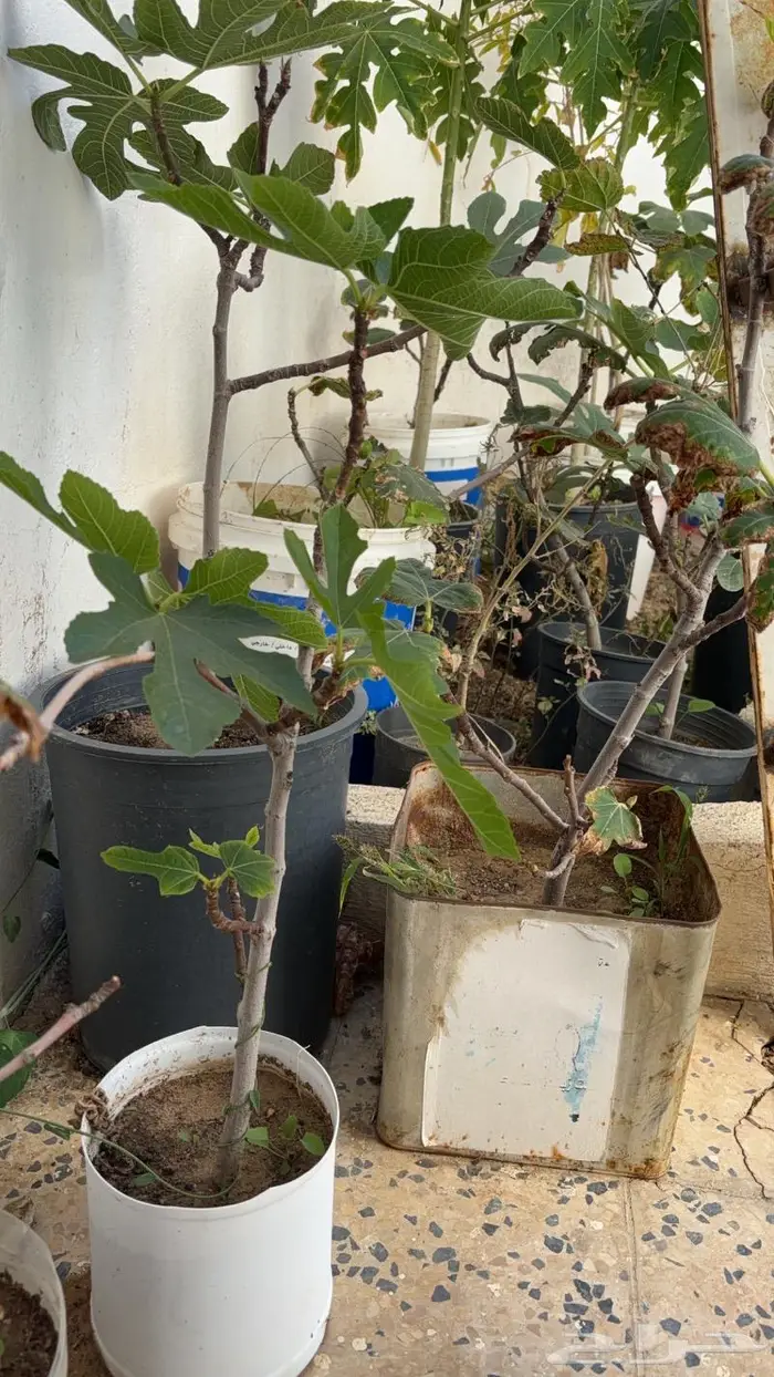 شتلات مختلفه بأسعار مميزه 7