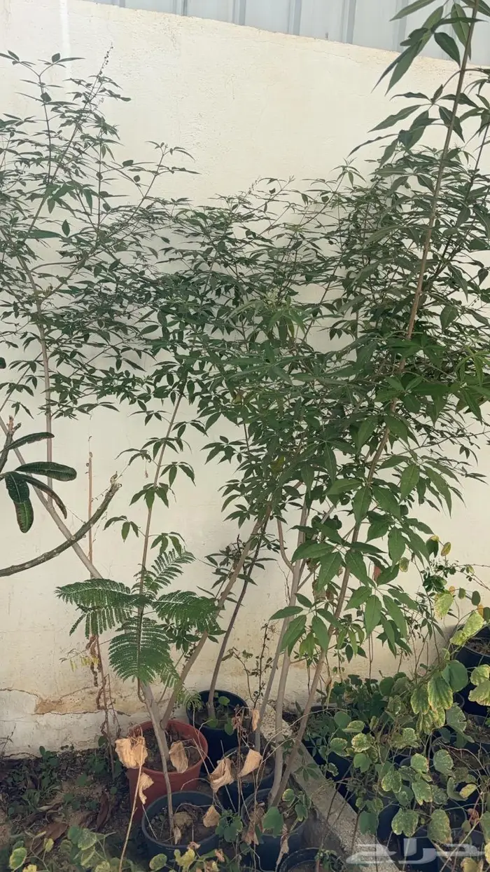 شتلات مختلفه بأسعار مميزه 6