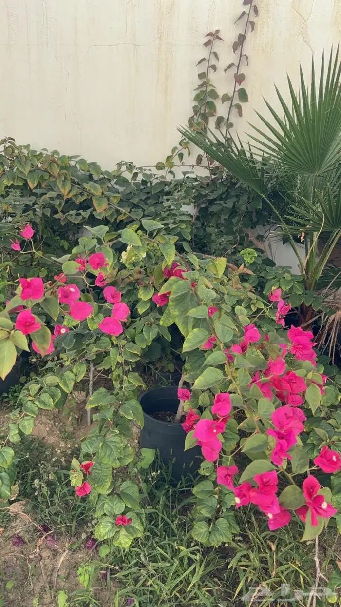 شتلات مختلفه بأسعار مميزه 9