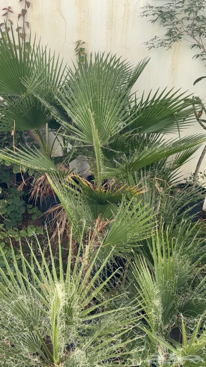 شتلات مختلفه بأسعار مميزه 8