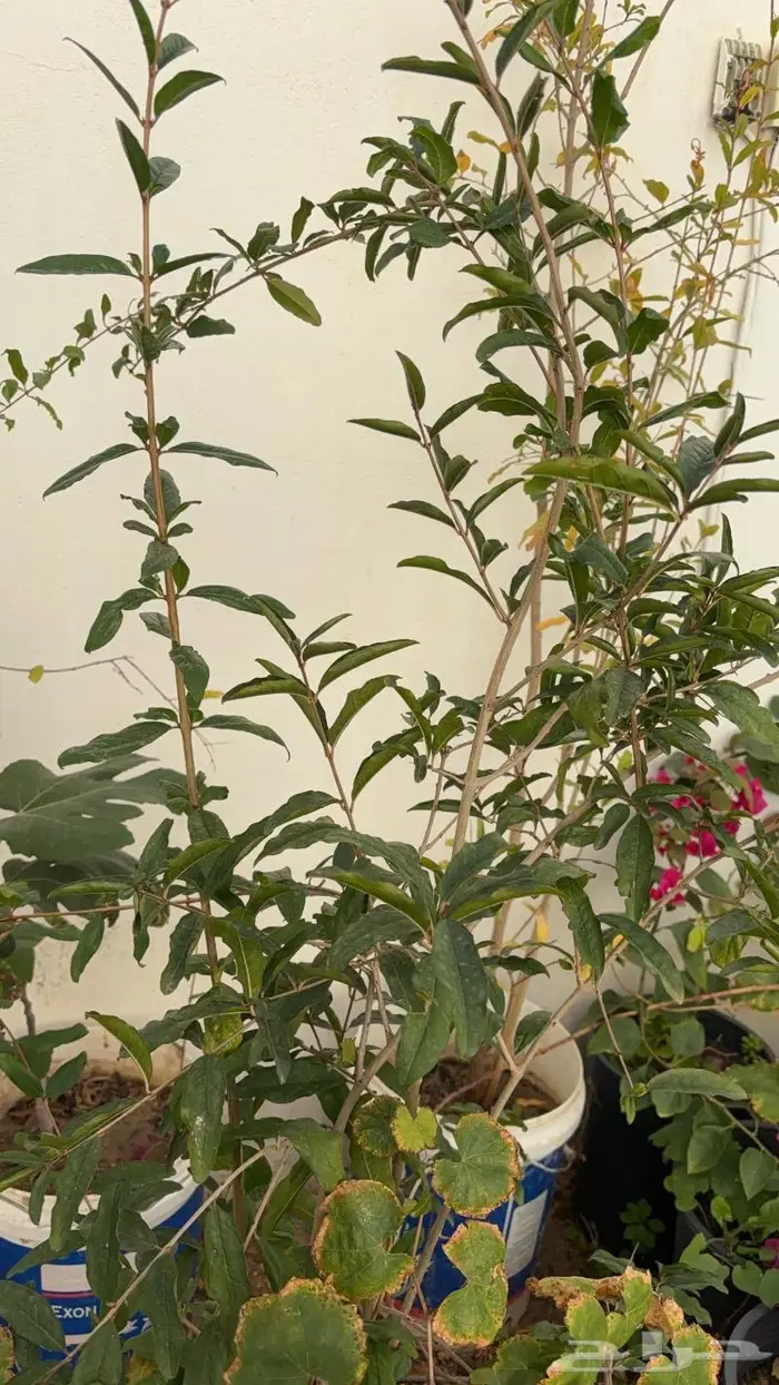 شتلات مختلفه بأسعار مميزه 10