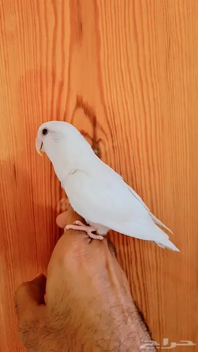 روز البينو اليف وهدد 0