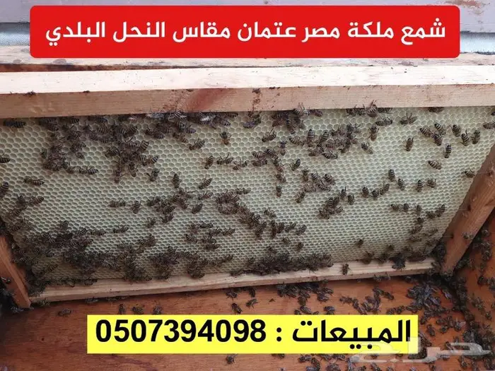 براويز نحل قص ليزر خشب سويدي وشمع اساس النحل 6