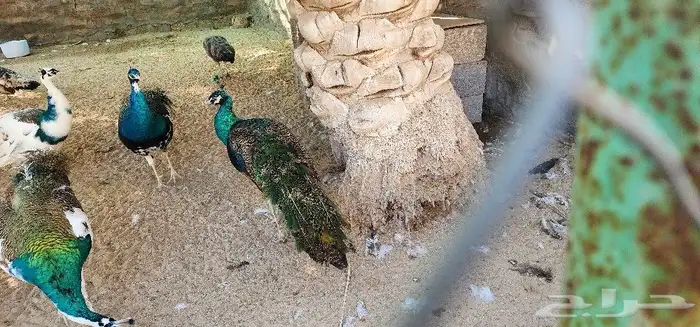 طاووس مكس جاوا سبولدنغ 1