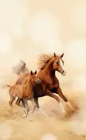 تدريب ركوب الخيل ايجار خيل 0