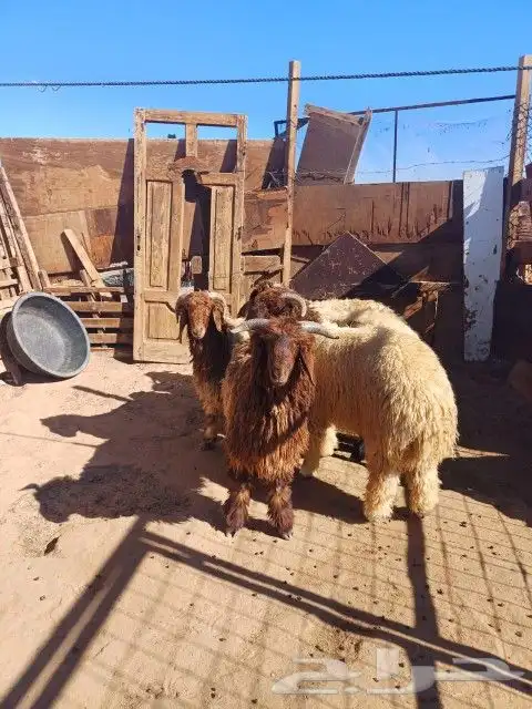 ذبايح مع التوصيل 5