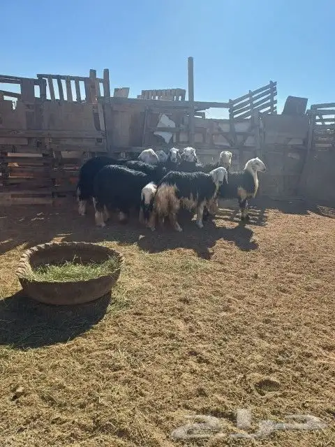 ذبايح مع التوصيل 4