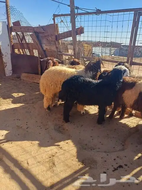 ذبايح مع التوصيل 1