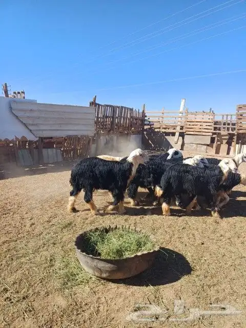 ذبايح مع التوصيل 2