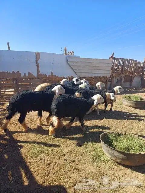 ذبايح مع التوصيل 3