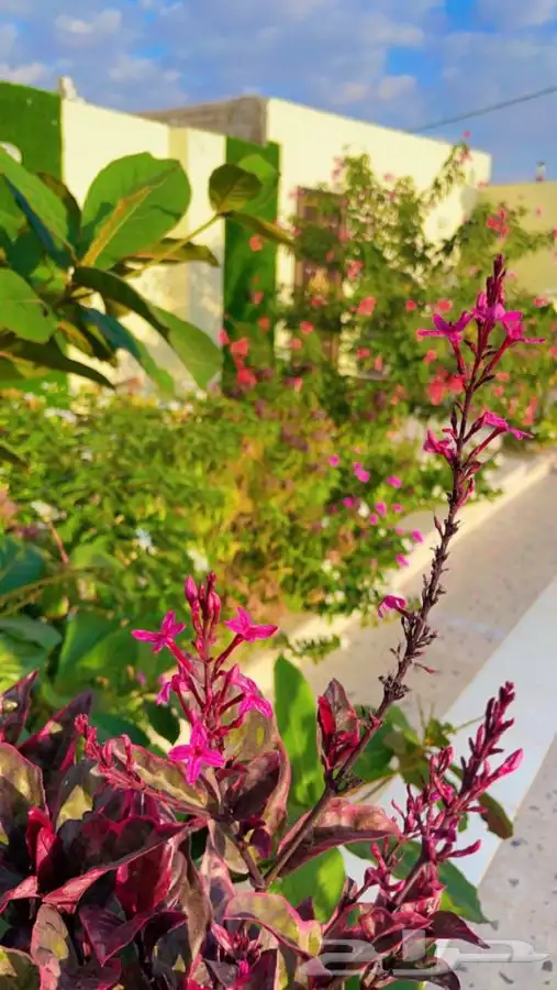 شاليه أحلى الليالي 320 القسمين ايجار موسم الحج 19
