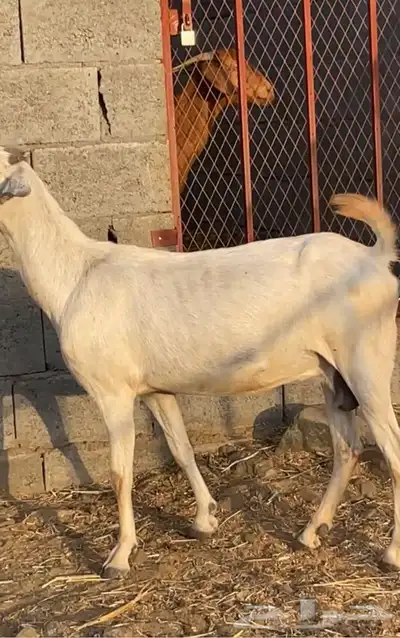 3 معزا بيشيات جروم دفيع( تم البيع) 2