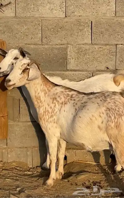 3 معزا بيشيات جروم دفيع( تم البيع) 6