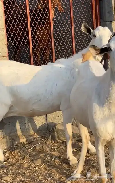 3 معزا بيشيات جروم دفيع( تم البيع) 3
